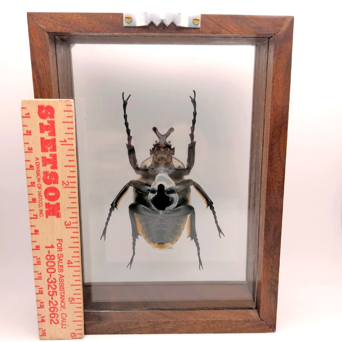 Set of 3 Exotic Bugs Beetles Mounted - 9