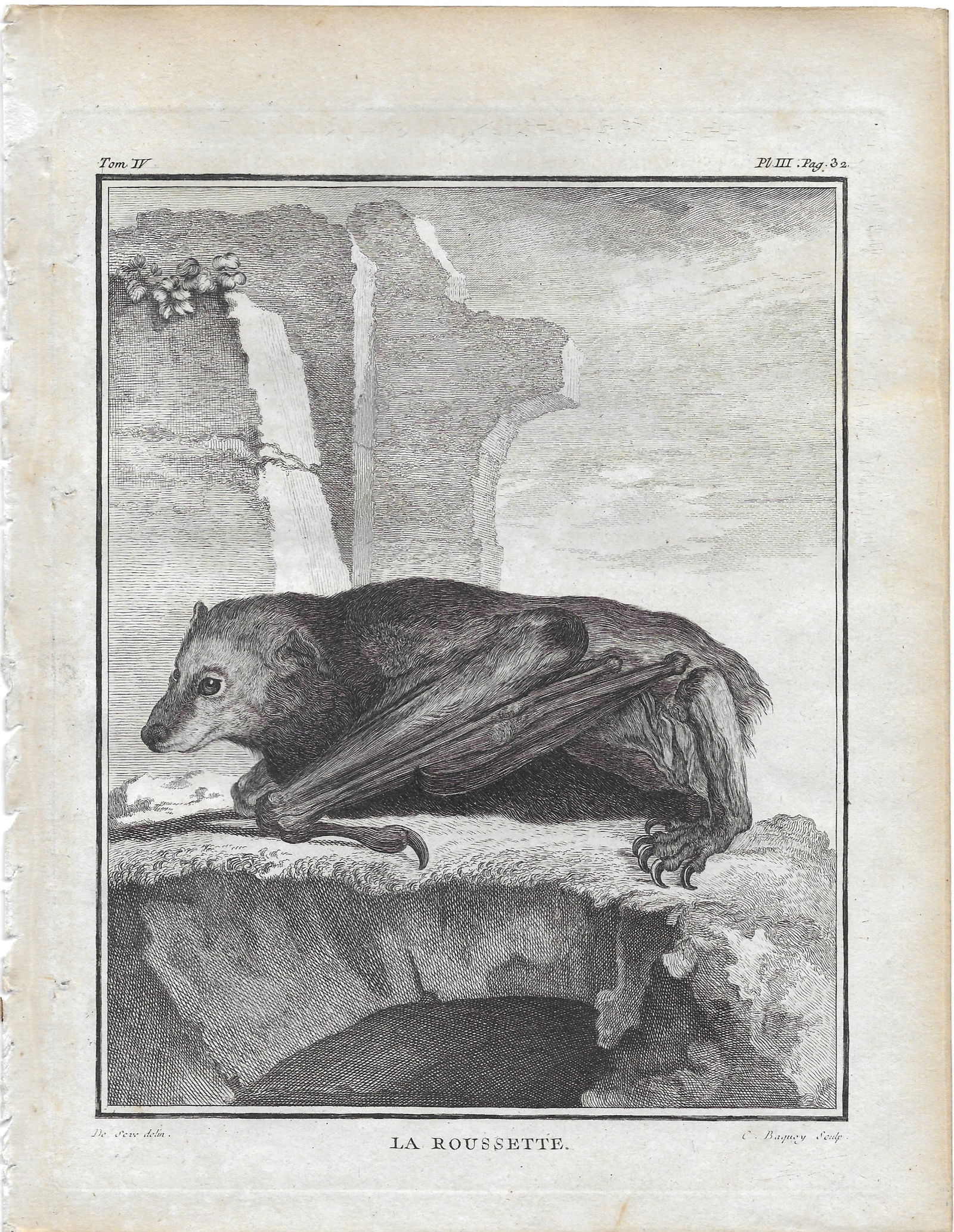 La Roussette - Fruit Bat - antique print (1 of 1)
