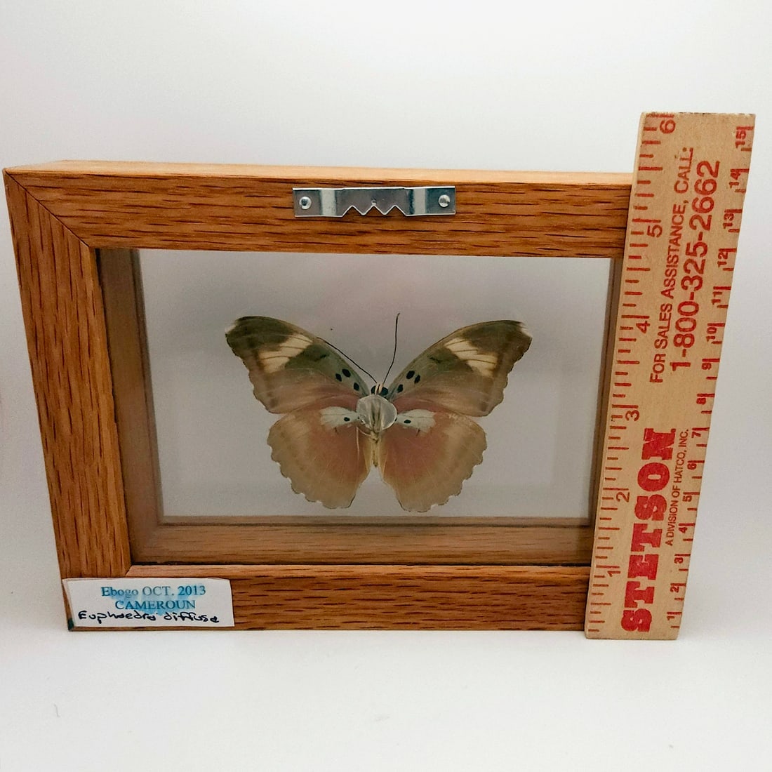 Set of 2 Mounted Butterflies Framed Under Glass - 10