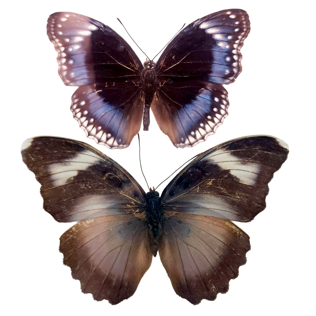 Set of 2 Mounted Butterflies Framed Under Glass (1 of 10)