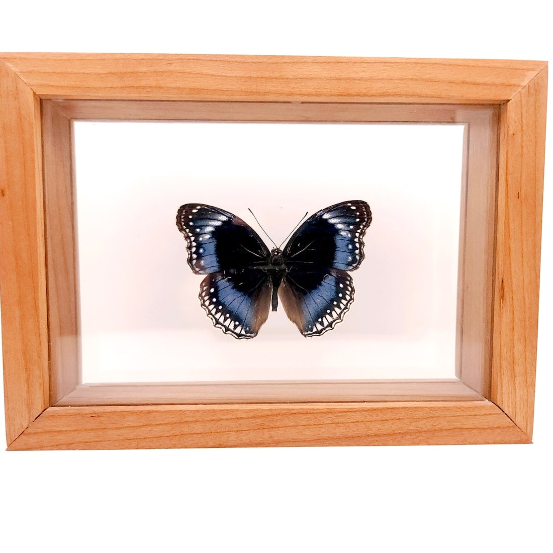 Set of 2 Mounted Butterflies Framed Under Glass - 2