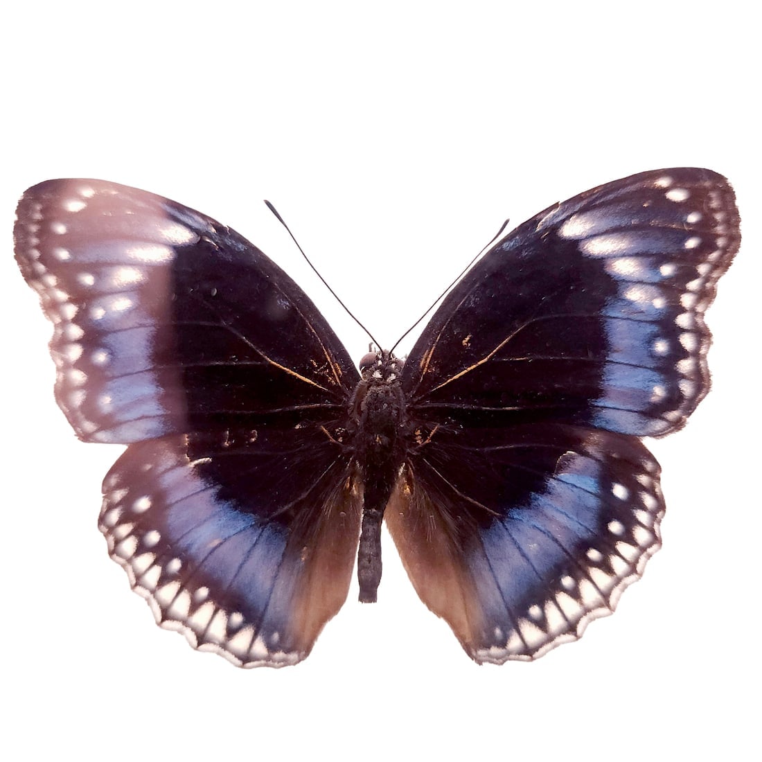 Set of 2 Mounted Butterflies Framed Under Glass - 3