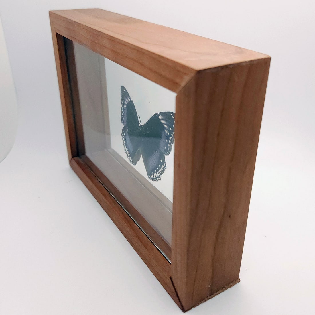 Set of 2 Mounted Butterflies Framed Under Glass - 4