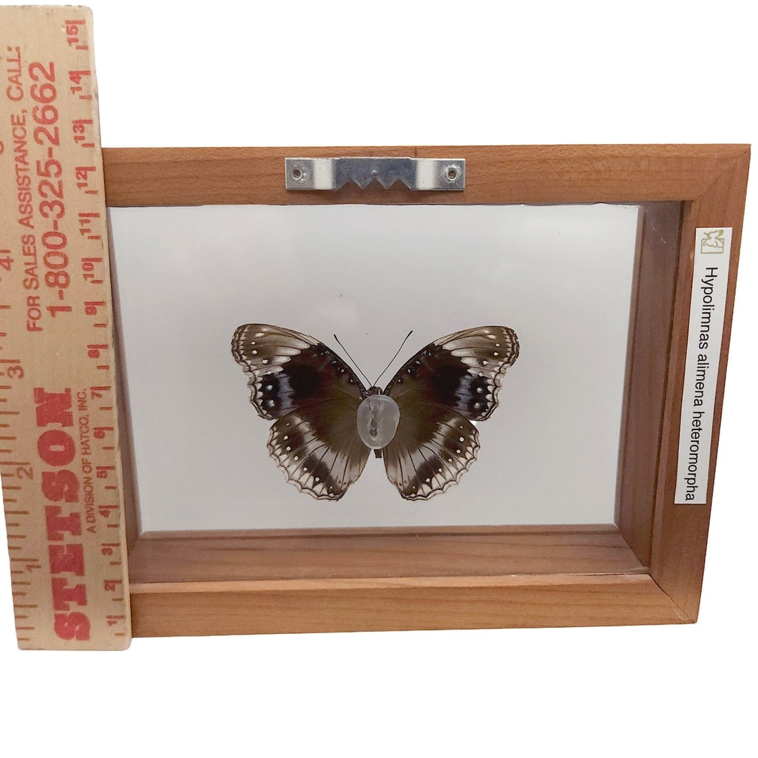 Set of 2 Mounted Butterflies Framed Under Glass - 5