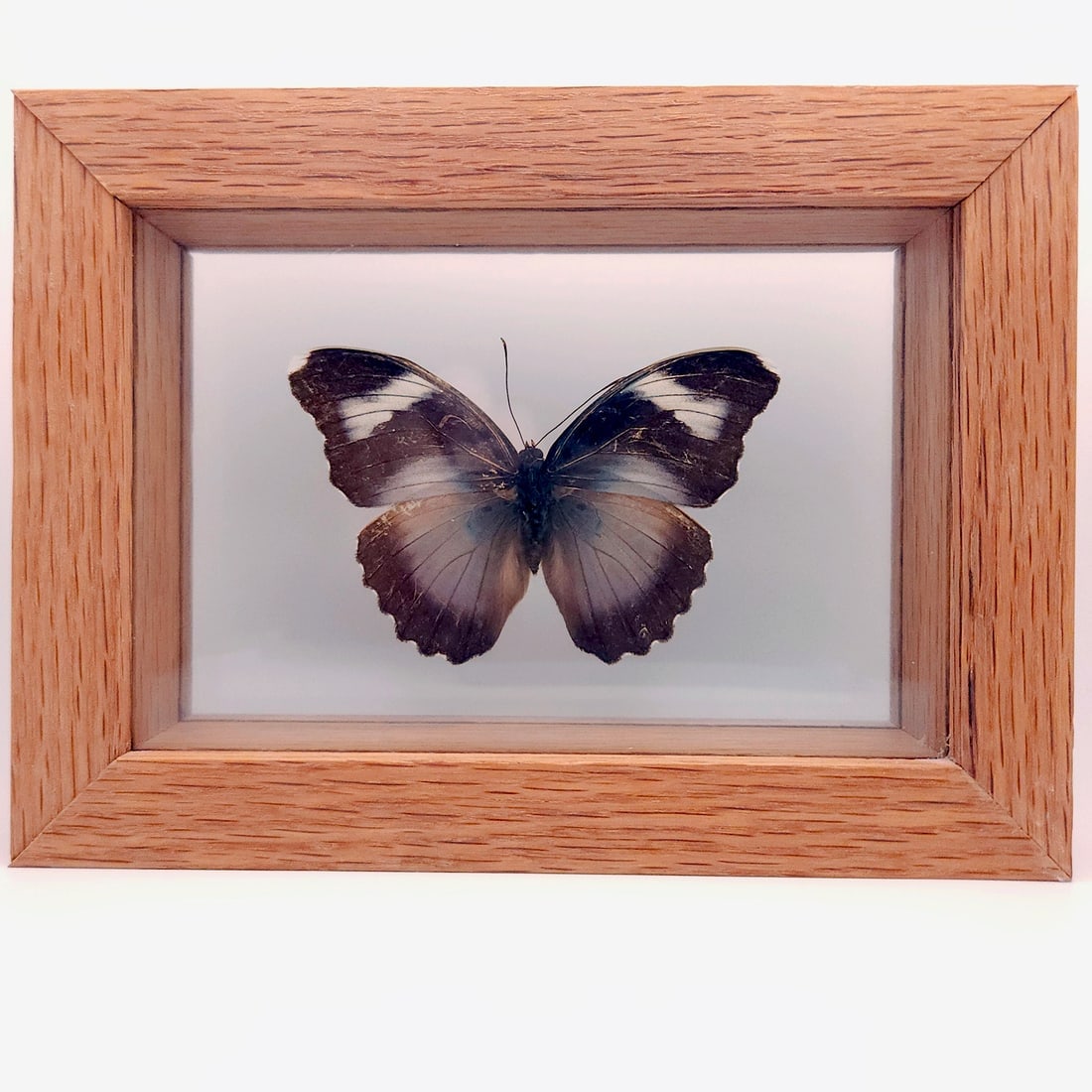 Set of 2 Mounted Butterflies Framed Under Glass - 6