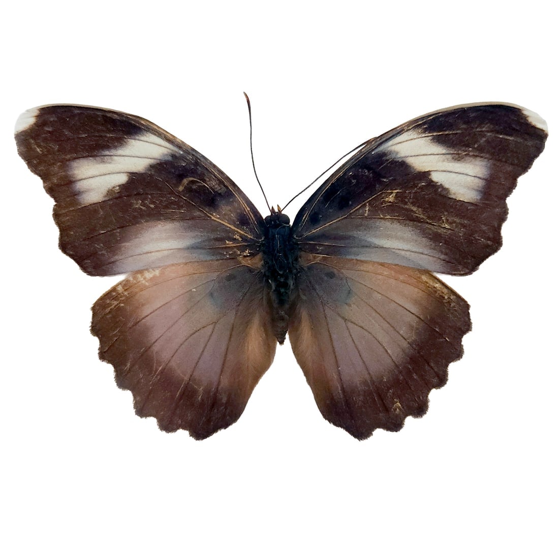 Set of 2 Mounted Butterflies Framed Under Glass - 7