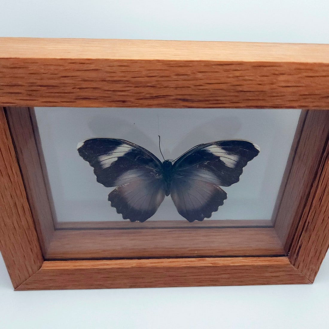 Set of 2 Mounted Butterflies Framed Under Glass - 8