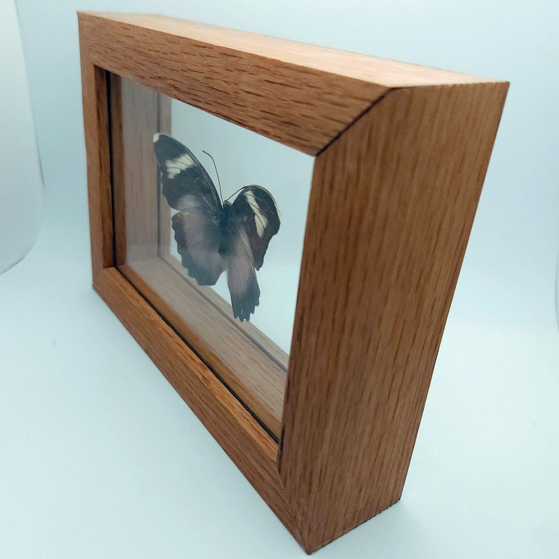 Set of 2 Mounted Butterflies Framed Under Glass - 9