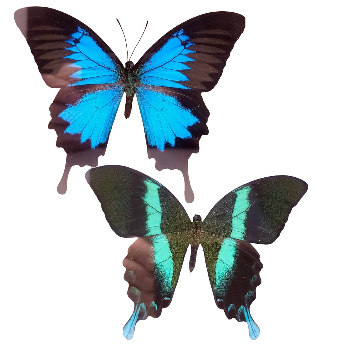 Mountain and Peacock Swallowtail Butterflies Mounted Under Glass (1 of 10)