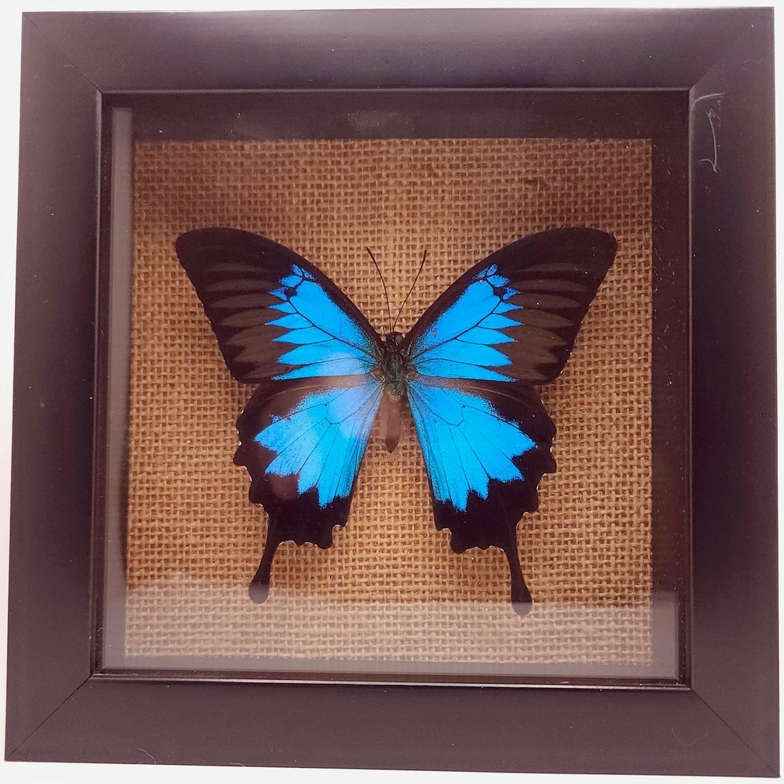 Mountain and Peacock Swallowtail Butterflies Mounted Under Glass - 3
