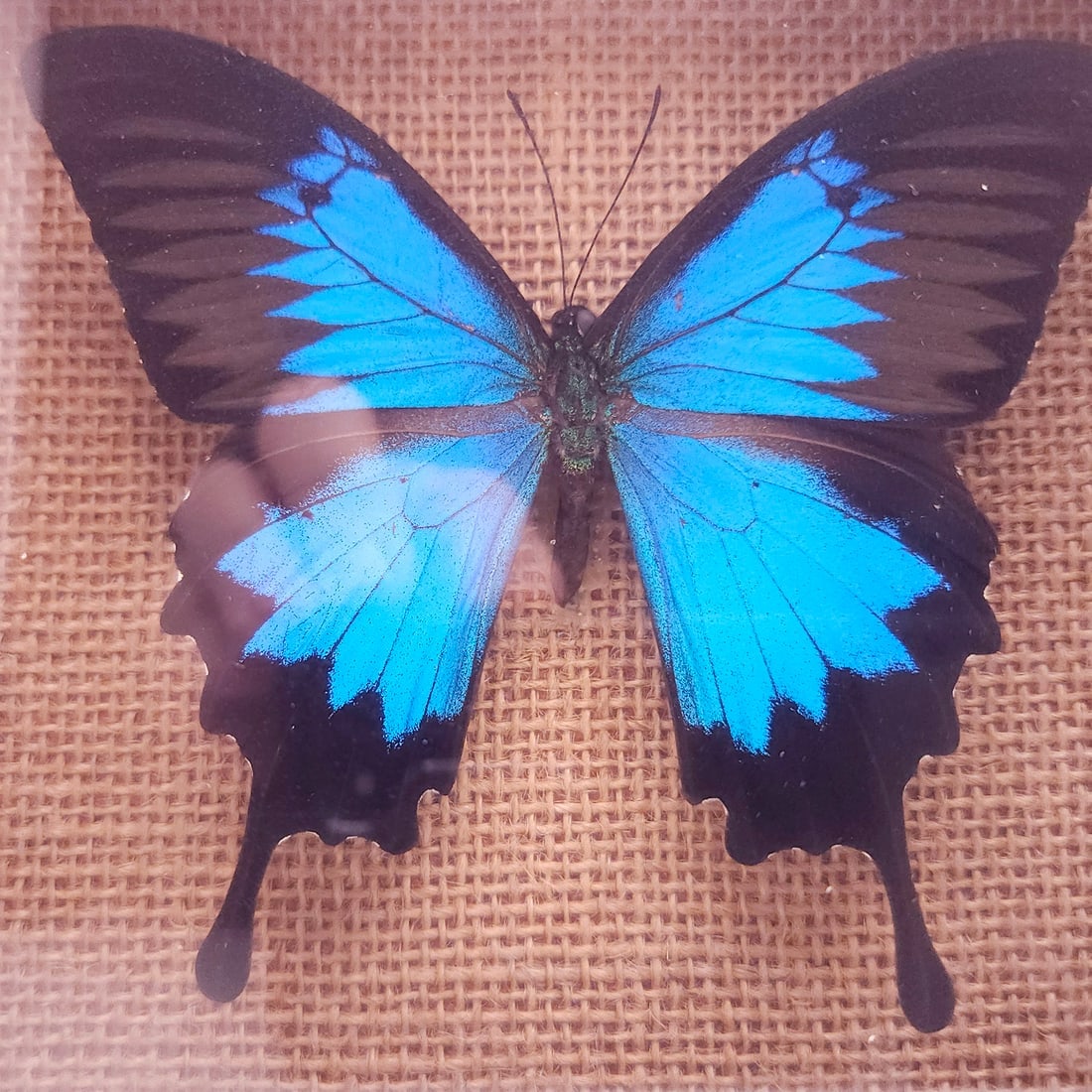 Mountain and Peacock Swallowtail Butterflies Mounted Under Glass - 4