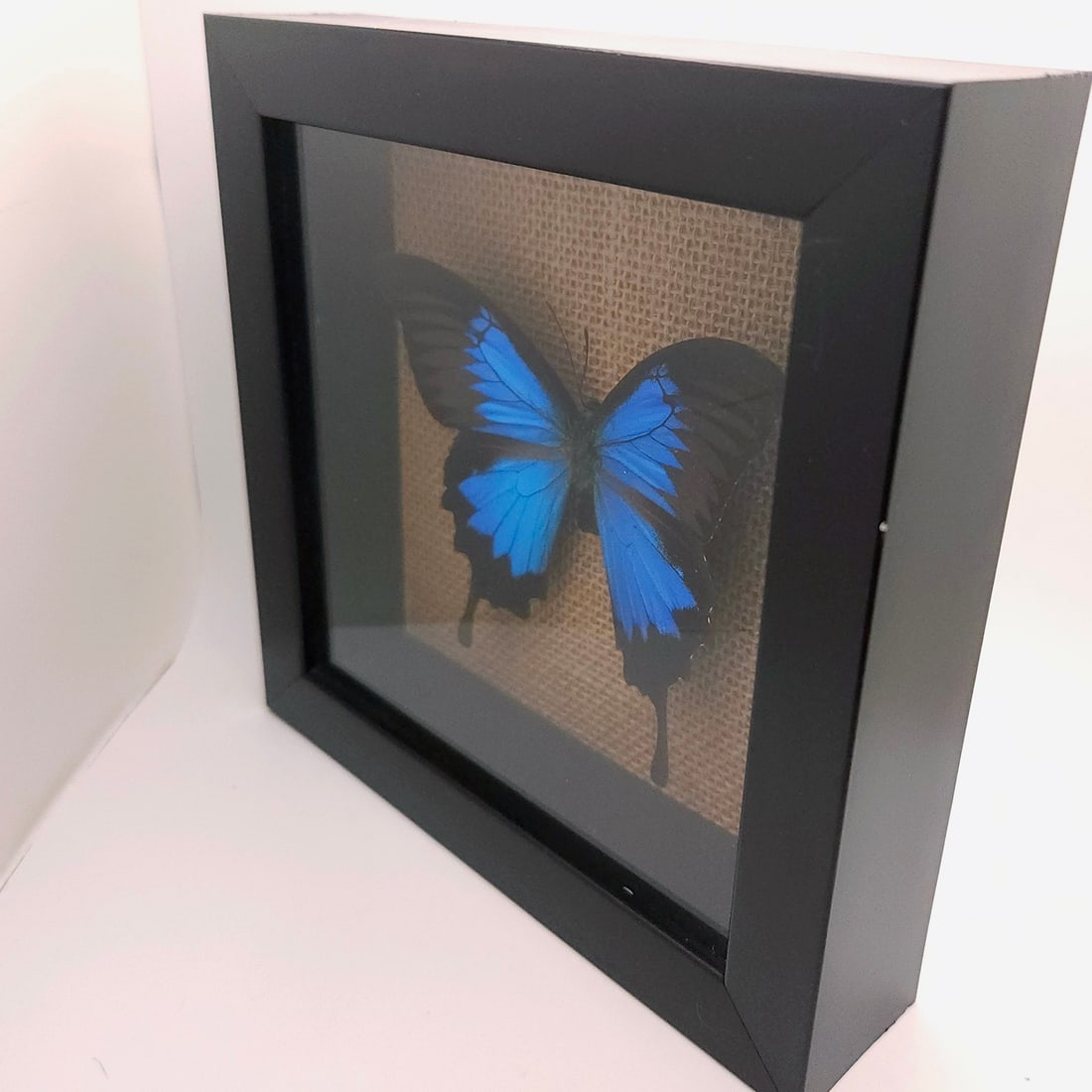 Mountain and Peacock Swallowtail Butterflies Mounted Under Glass - 5