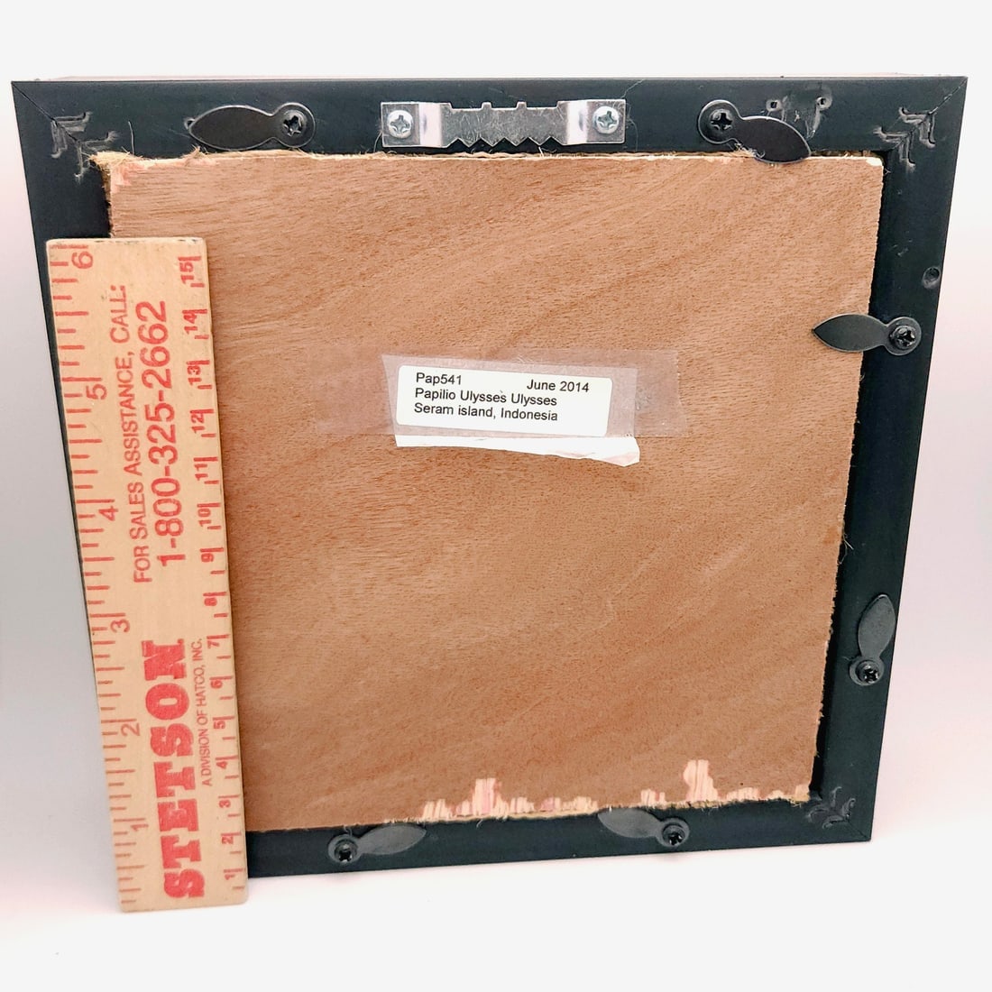 Mountain and Peacock Swallowtail Butterflies Mounted Under Glass - 6