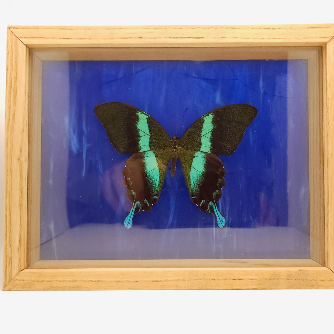 Mountain and Peacock Swallowtail Butterflies Mounted Under Glass - 8