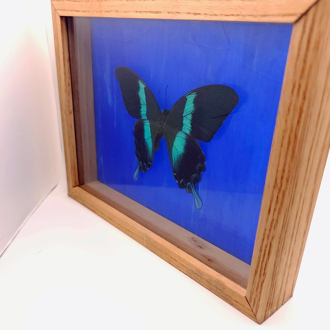 Mountain and Peacock Swallowtail Butterflies Mounted Under Glass - 9