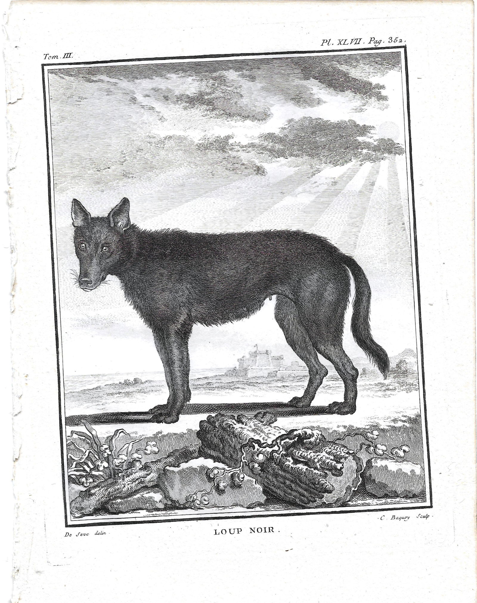 Black Wolf - antique print (1 of 1)