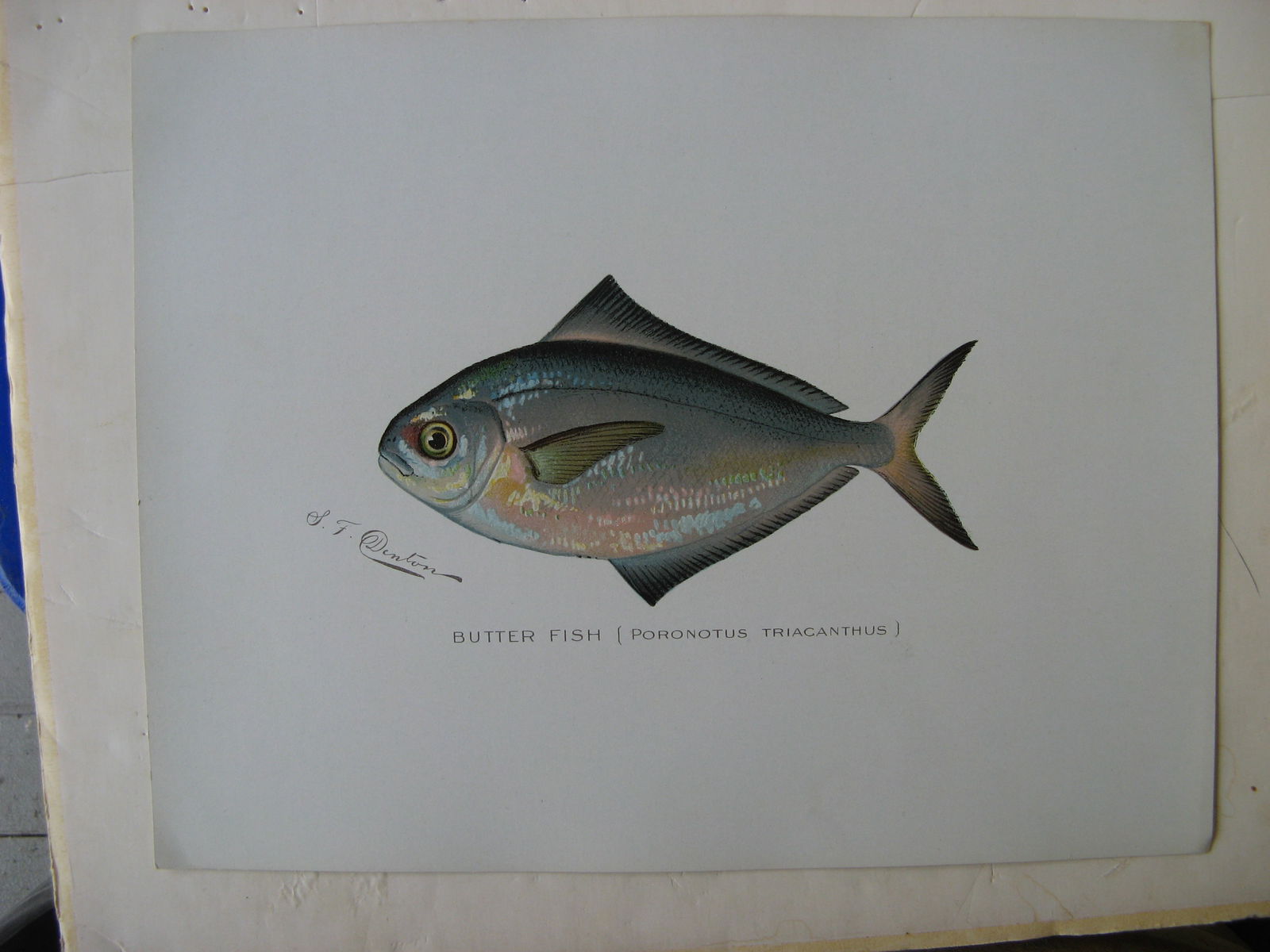 Butterfish - antique print (1 of 1)