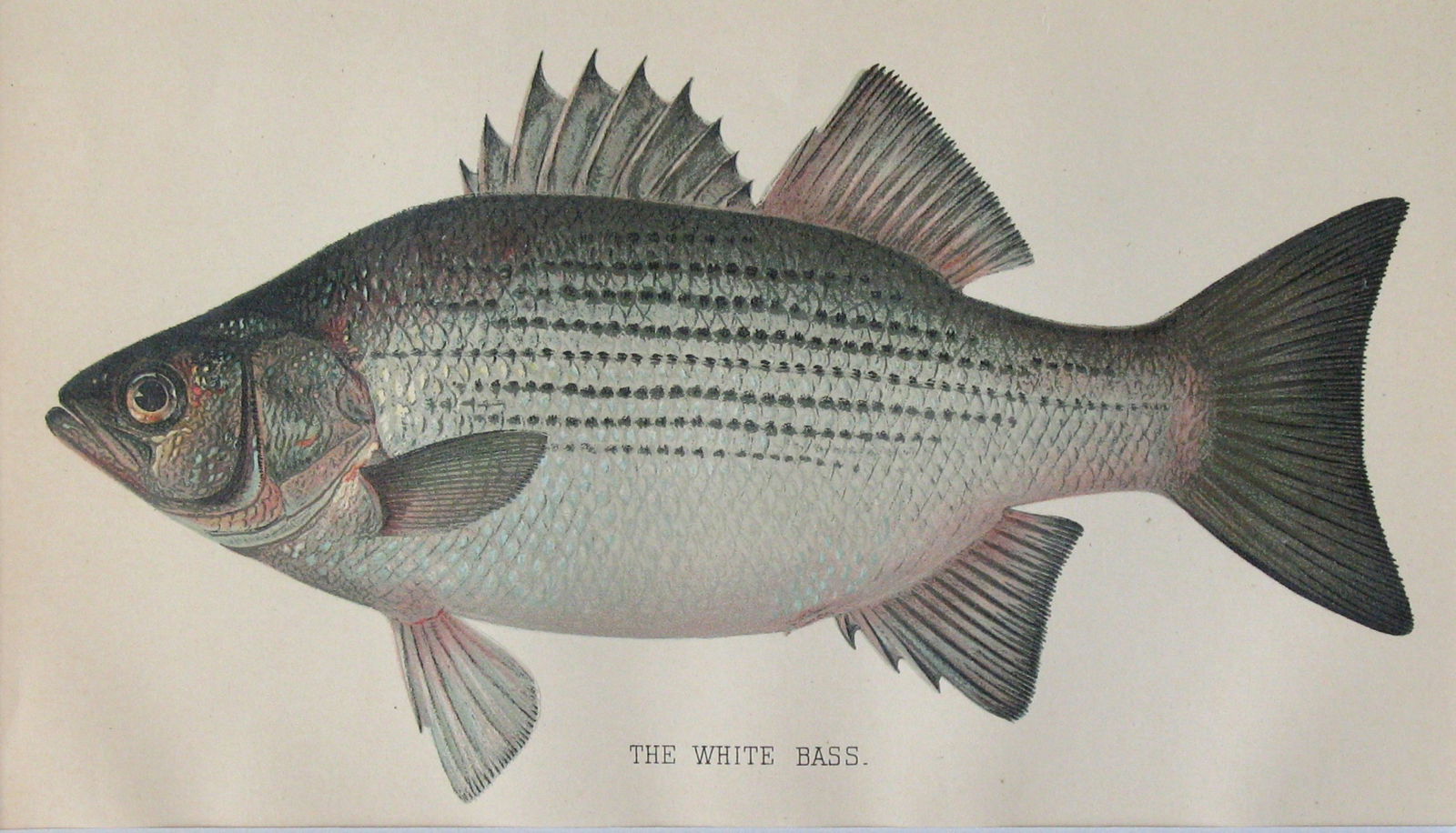 Antique 1901 colored fish print - 2