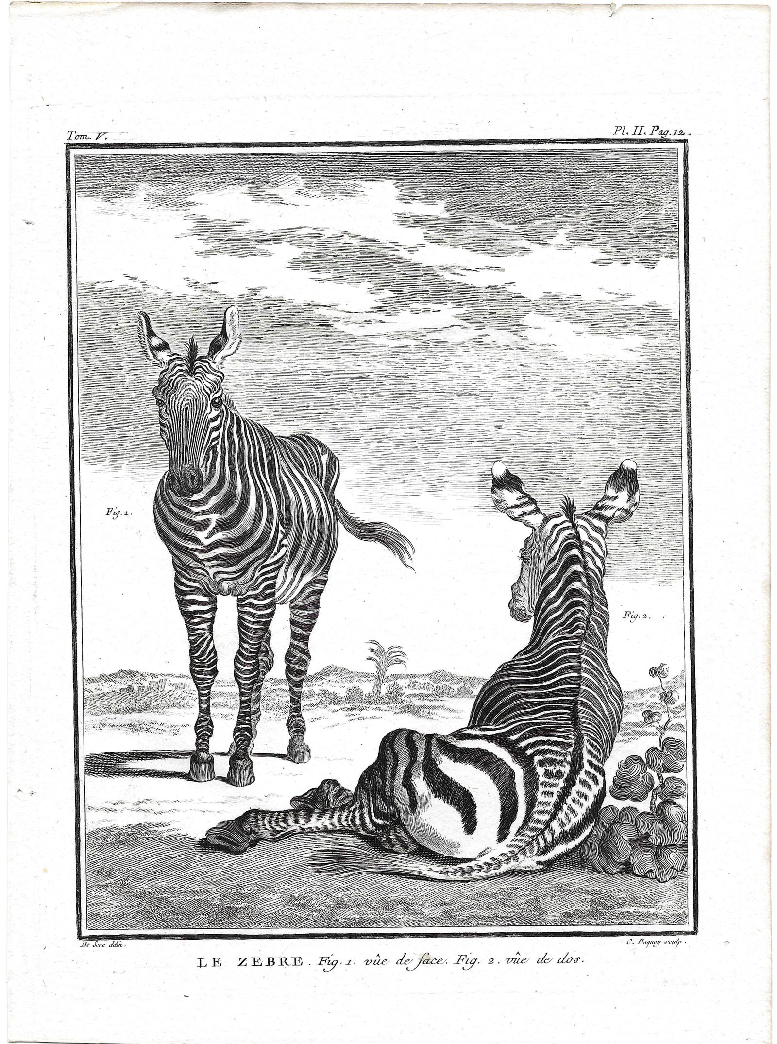 Zebra - antique print (1 of 1)
