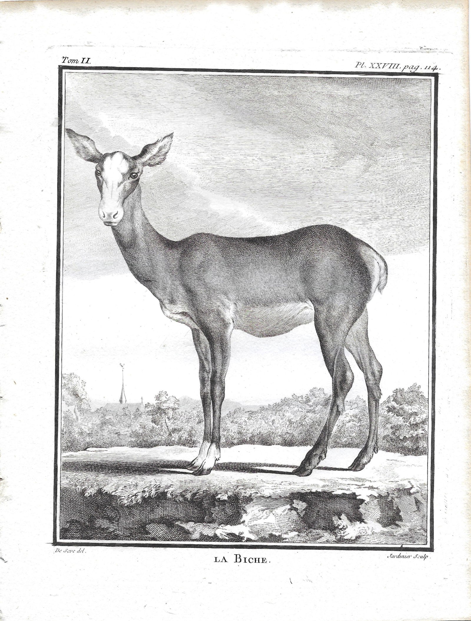 Doe - antique print (1 of 1)