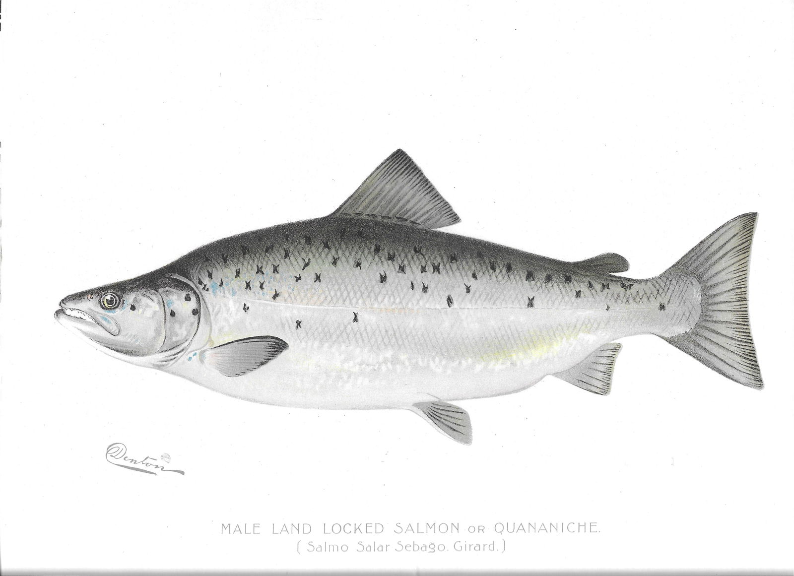 Male Land-Locked Salmon - antique print (1 of 1)
