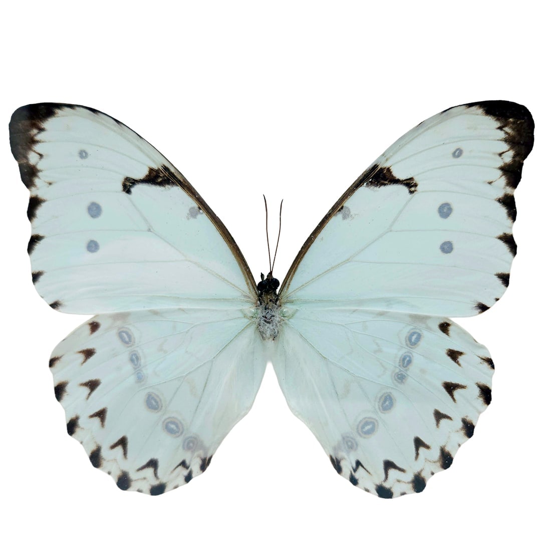 White Morpho Butterfly Mounted Under Glass: Title: White Morpho Butterfly Mounted Under GlassDescription: White Morpho Butterfly MountedUnder Glass Mint Morpho butterfly, Morpho catenaria or Morpho epistrophus catenaria, a species of white