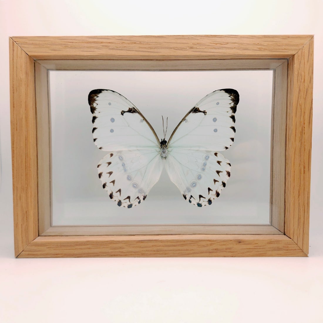 White Morpho Butterfly Mounted Under Glass - 2