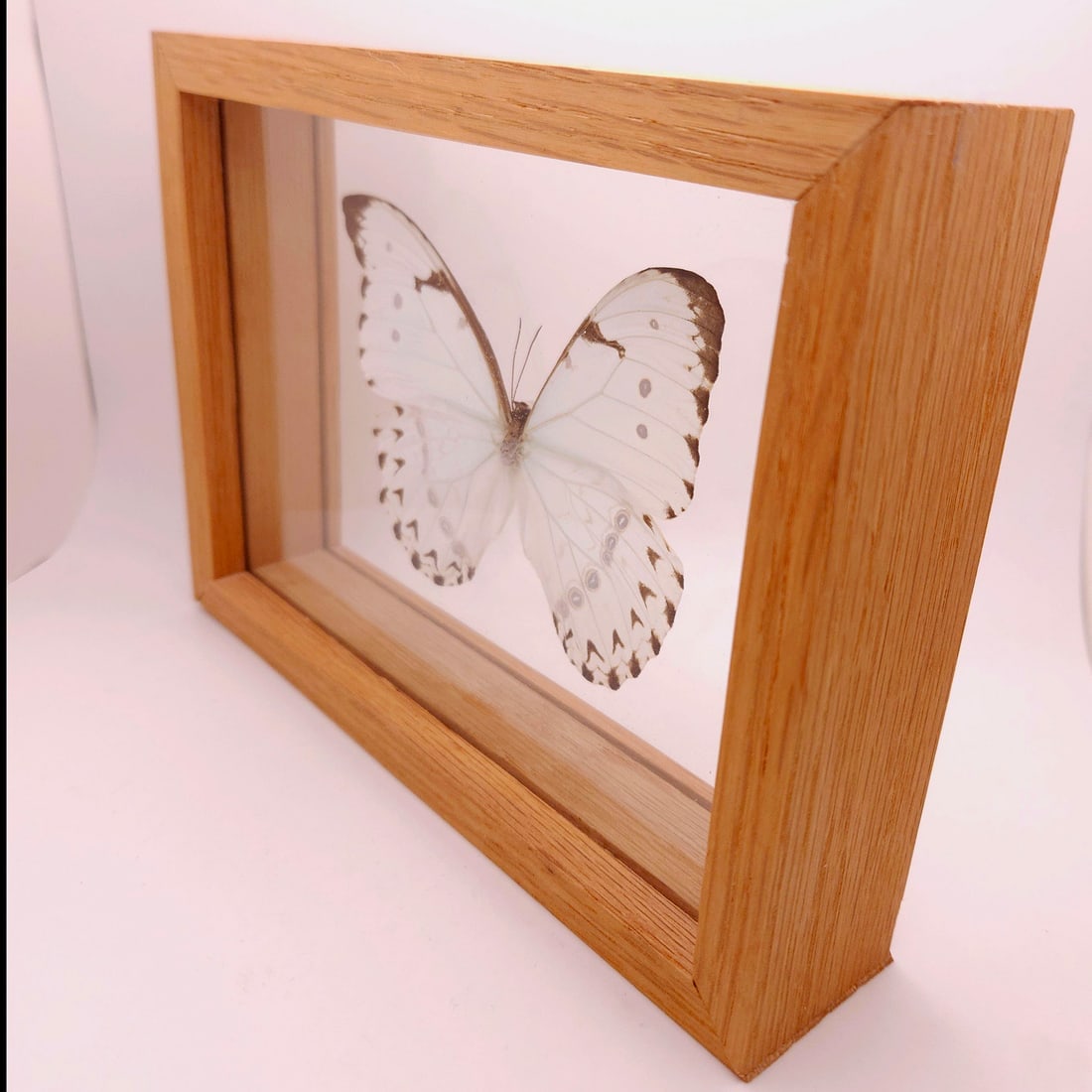White Morpho Butterfly Mounted Under Glass - 3