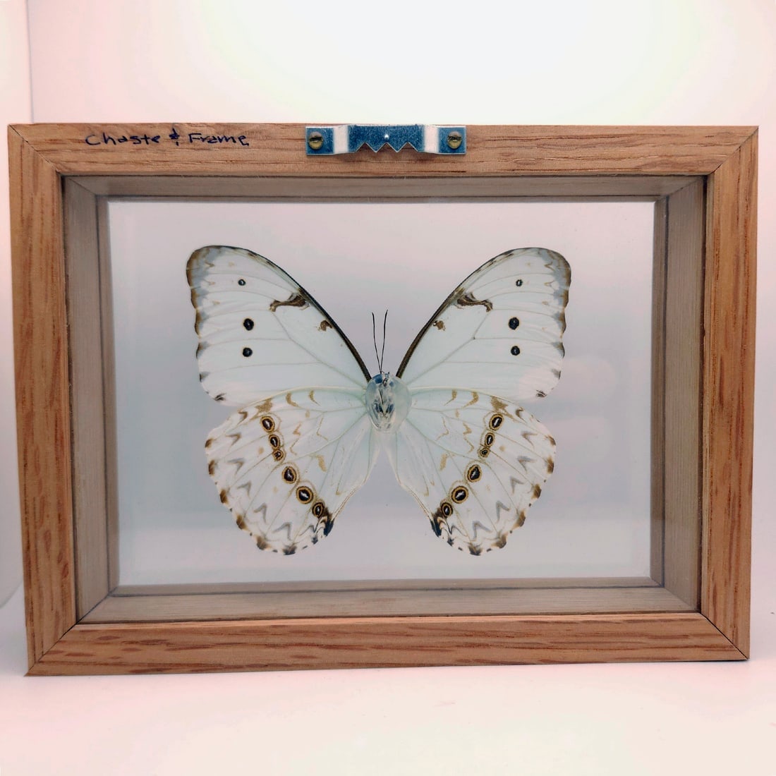 White Morpho Butterfly Mounted Under Glass - 4