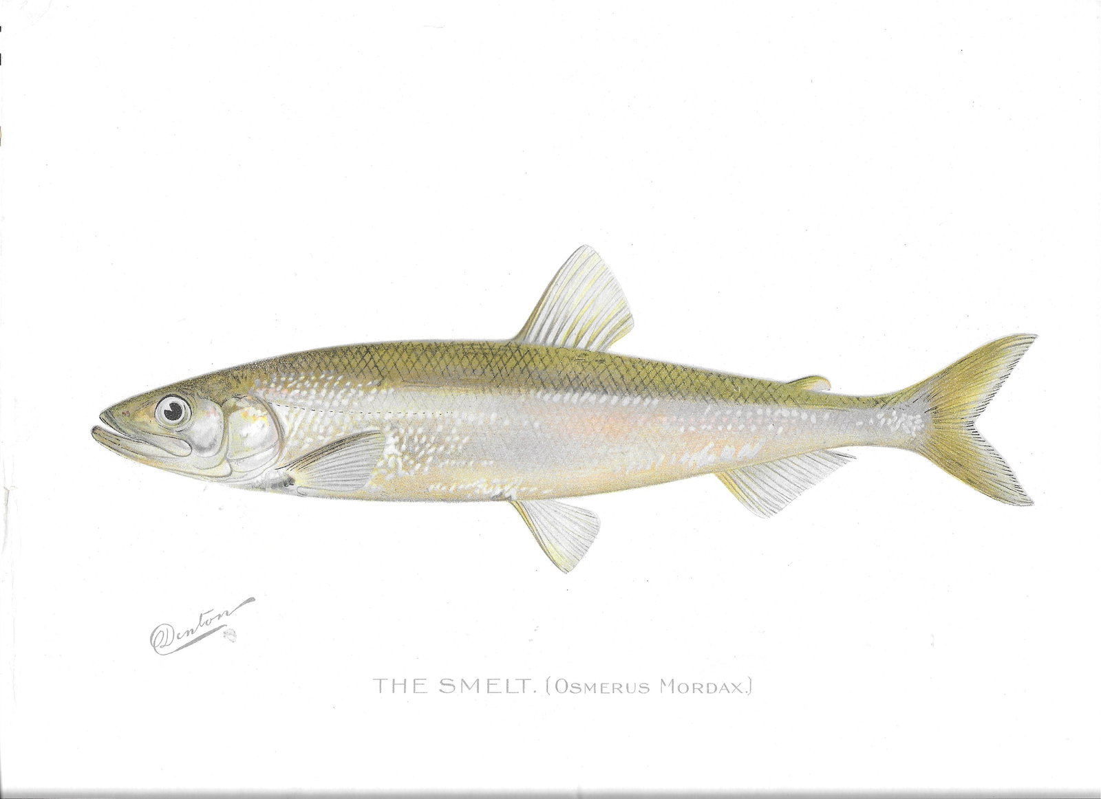 The Smelt - antiqiue print: Lot Title: The Smelt - antiqiue print Author/Artist: S. F. Denton Date: c1896 Source: "Fish and Game of the State of New York" Portfolio Size/Format: 9.5 x 12 inches Process: Chromolithography Additio