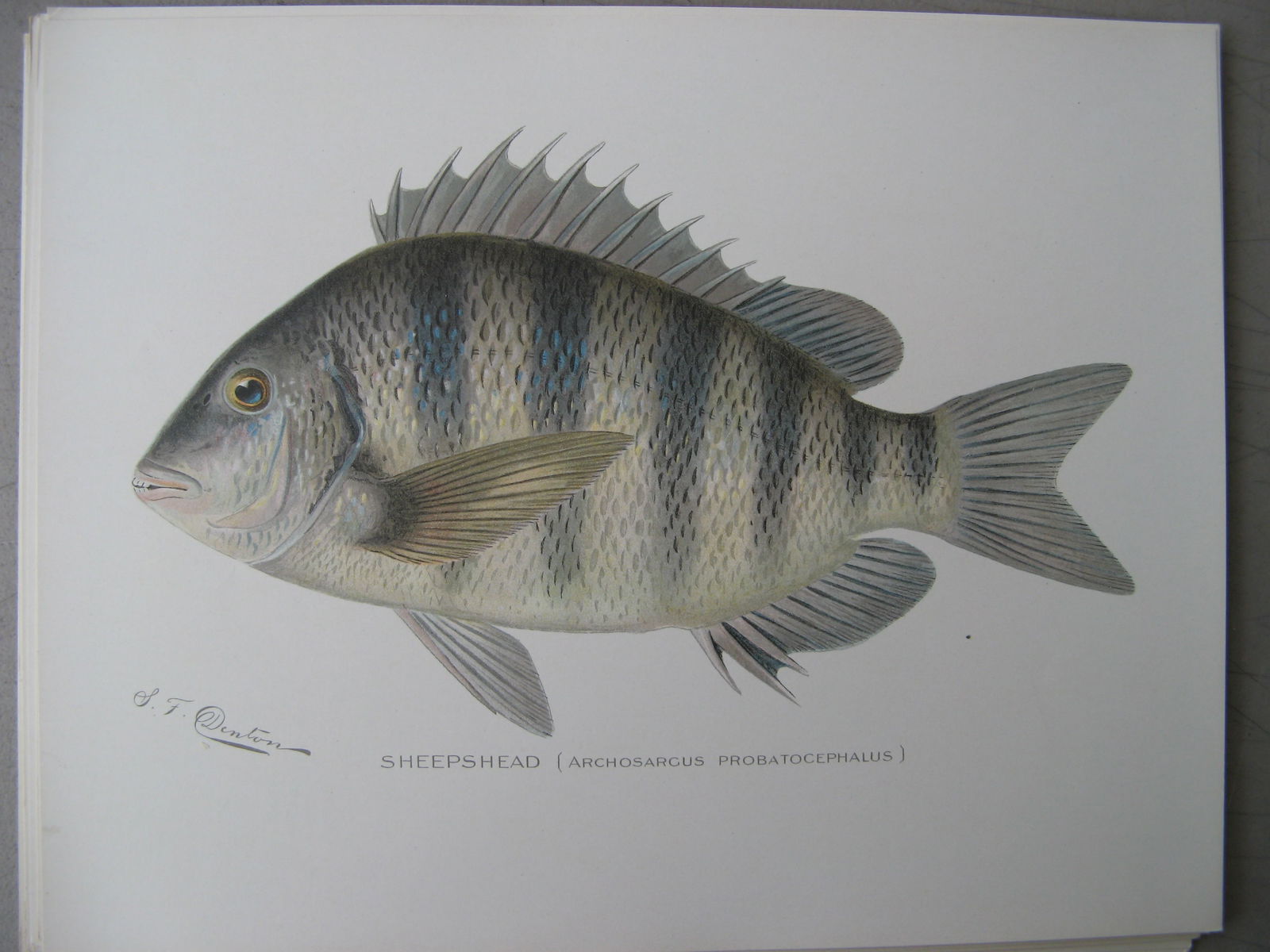 Sheepshead - antique print: Lot Title: Sheepshead - antique print Author/Artist: S. F. Denton Date: c1896 Source: "Fish and Game of the State of New York" Portfolio Size/Format: 9.5 x 12 inches Process: Chromolithography Additio
