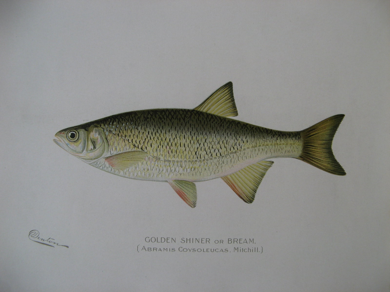 Golden Shiner or Bream - antique print: Lot Title: Golden Shiner or Bream - antique print Author/Artist: S. F. Denton Date: c1896 Source: "Fish and Game of the State of New York" Portfolio Size/Format: 9.5 x 12 inches Process: Chromolithogr