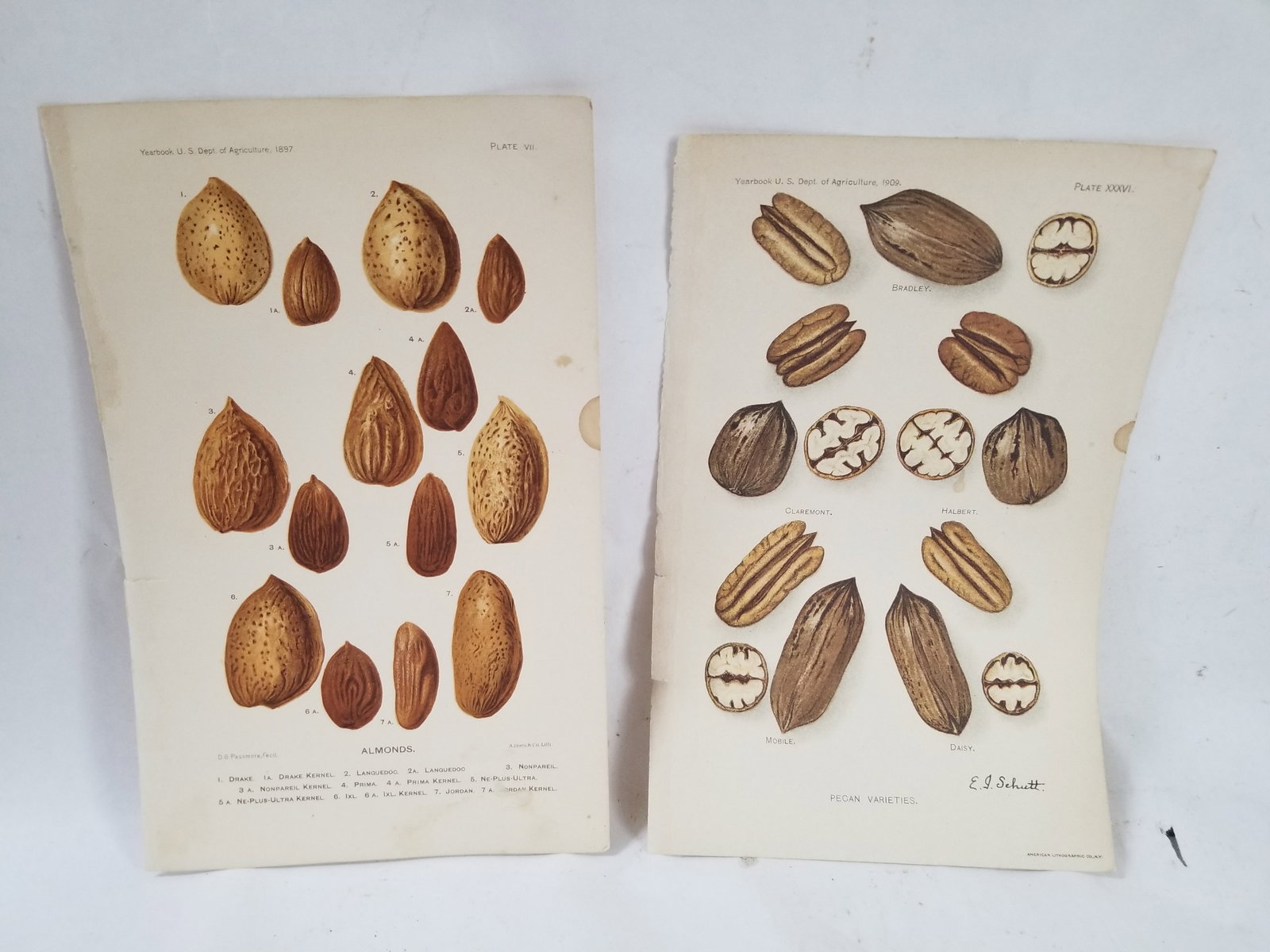 Pair of pages from a book: Slight stain on one edge. Dated 1897 and 1909. Shipping:Domestic: Free shipping to anywhere within the contiguous U.S.International: Foreign shipping rates are determined by destination.