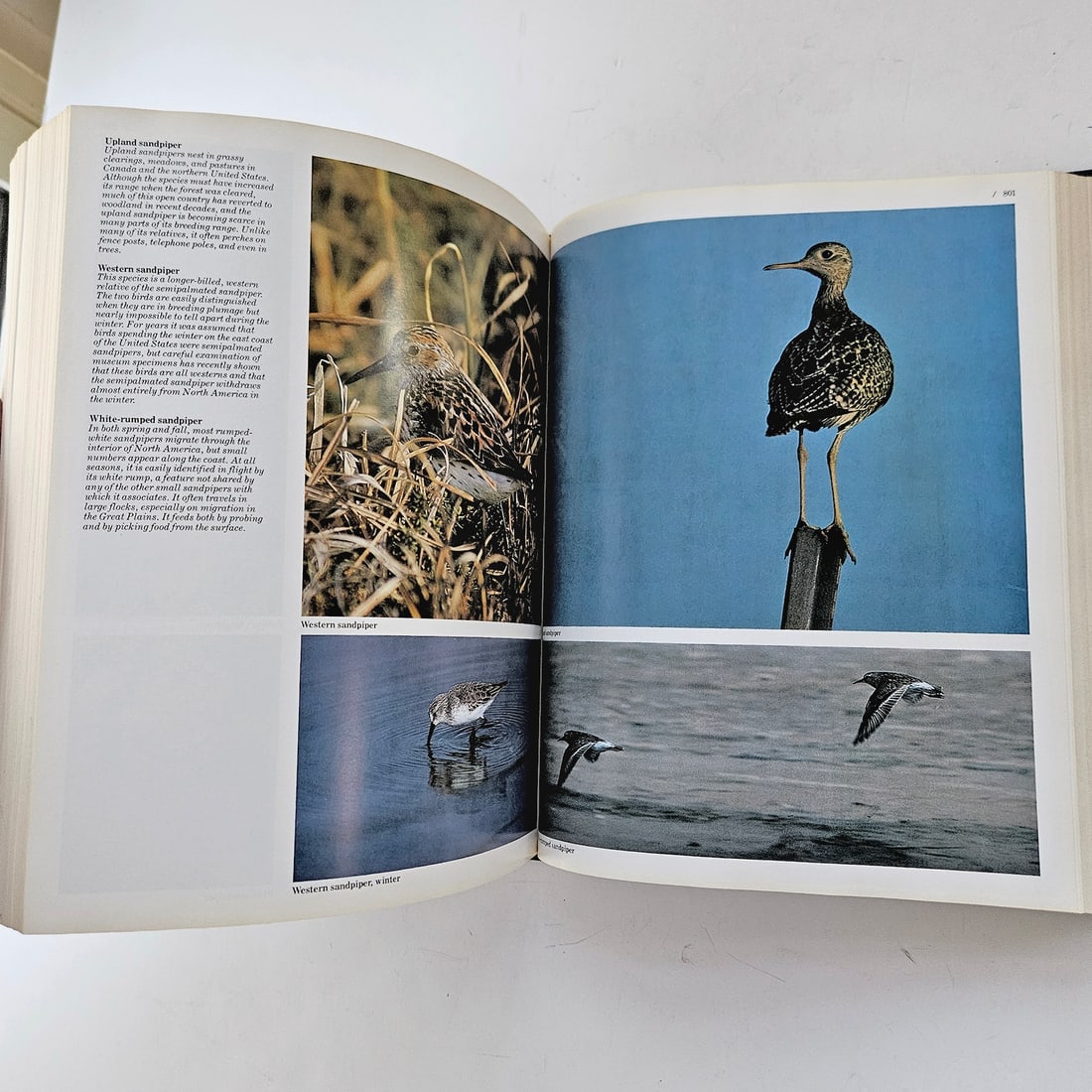 Audubon BIRDS OF AMERICA Book Lot - 16