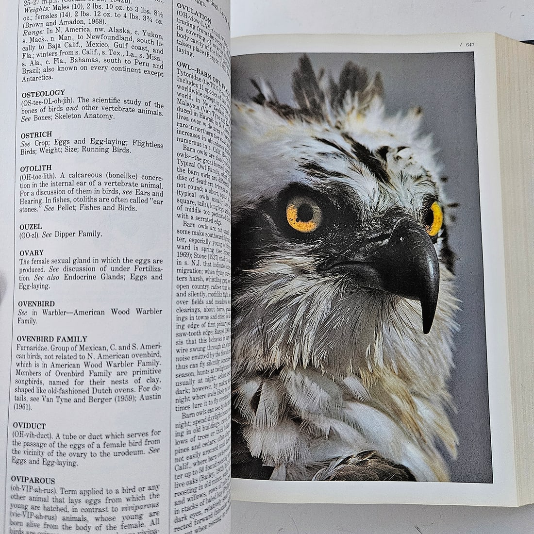 Audubon BIRDS OF AMERICA Book Lot - 17