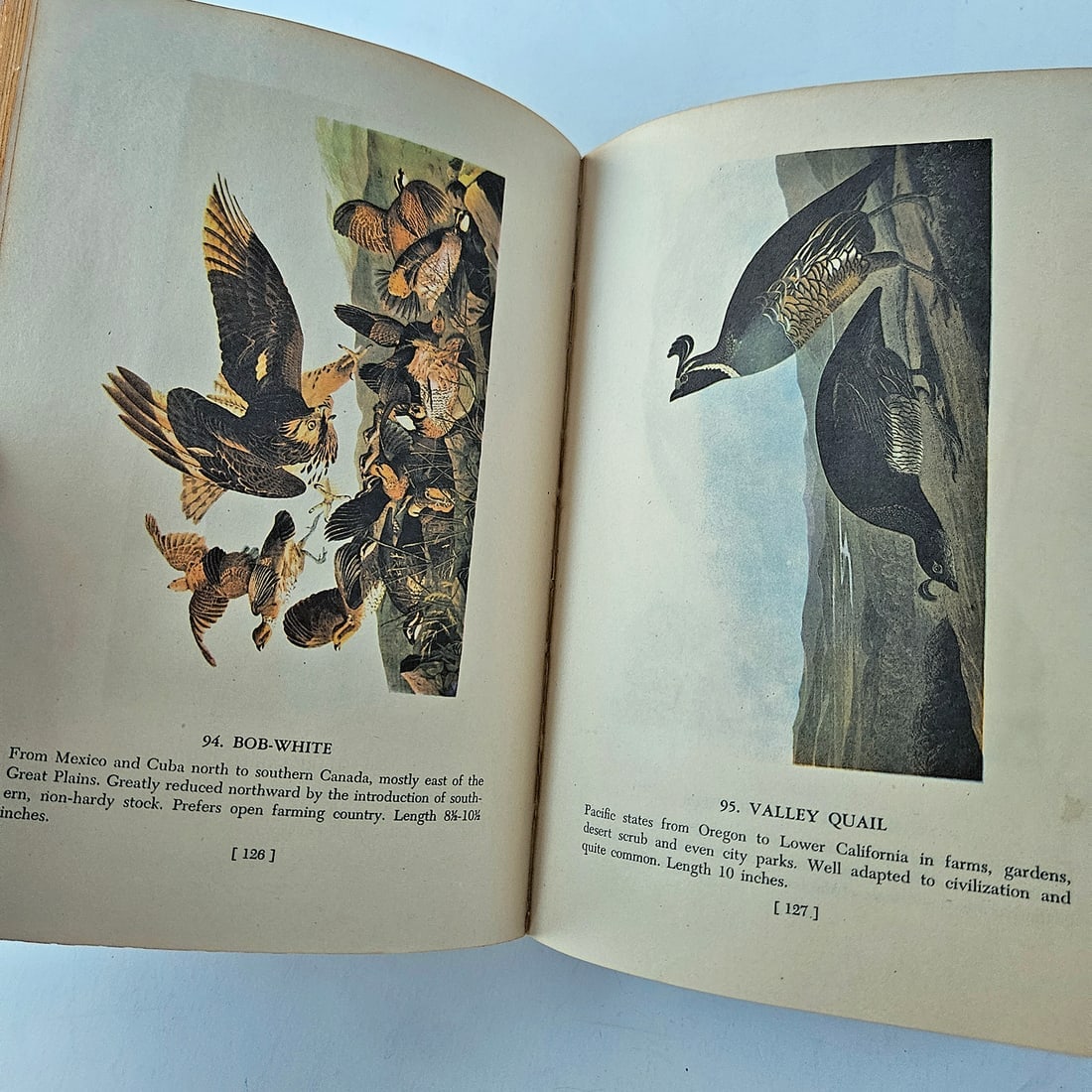 Audubon BIRDS OF AMERICA Book Lot - 9