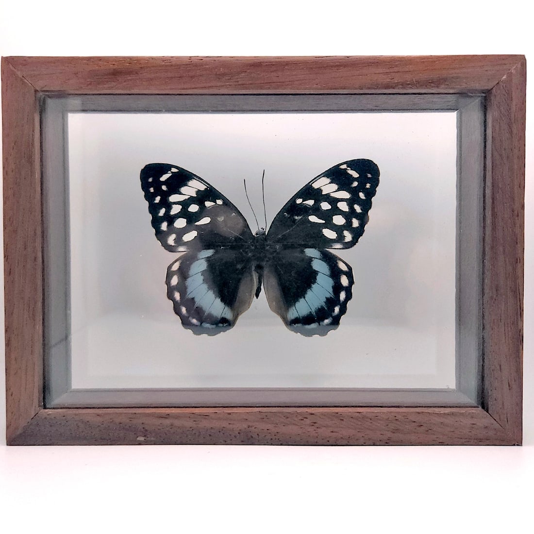 Male Archduke butterfly, Lexias satrapes Framed Under Glass - 2