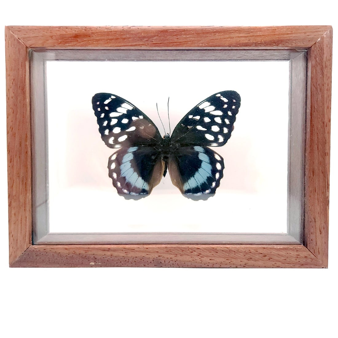 Male Archduke butterfly, Lexias satrapes Framed Under Glass - 3