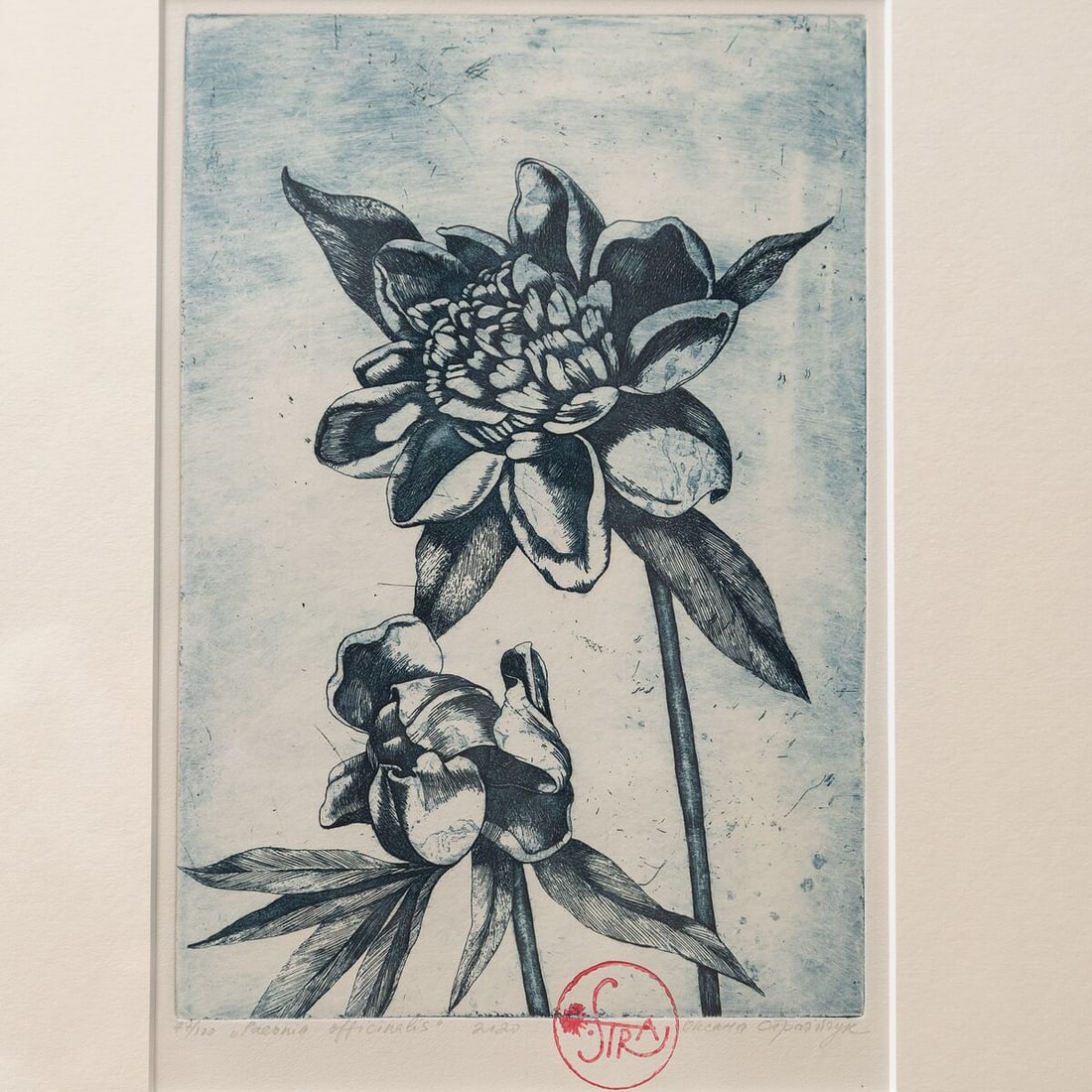 Garden peony - etching - 2