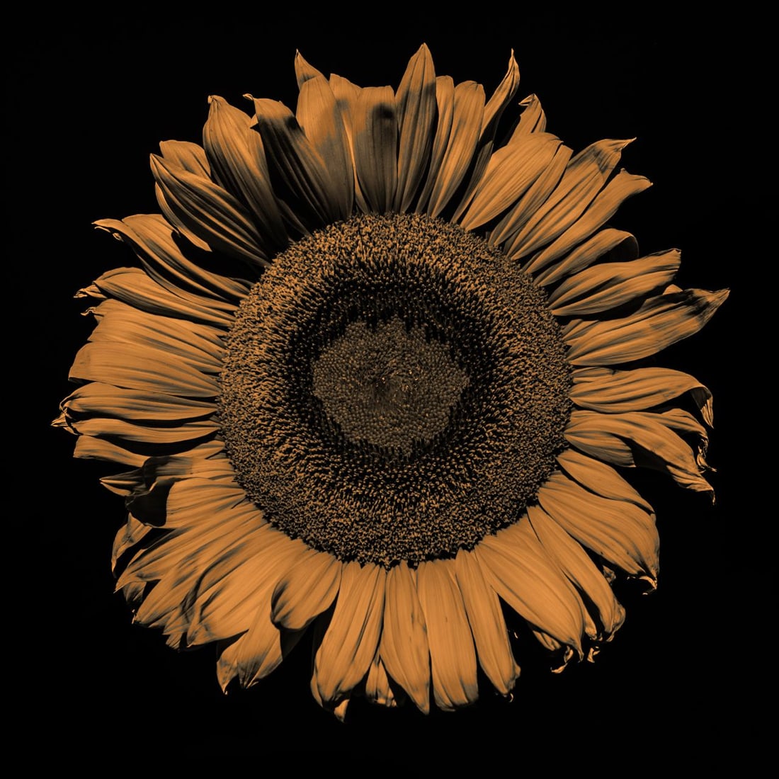 Sunflower - photo printing on paper (1 of 2)