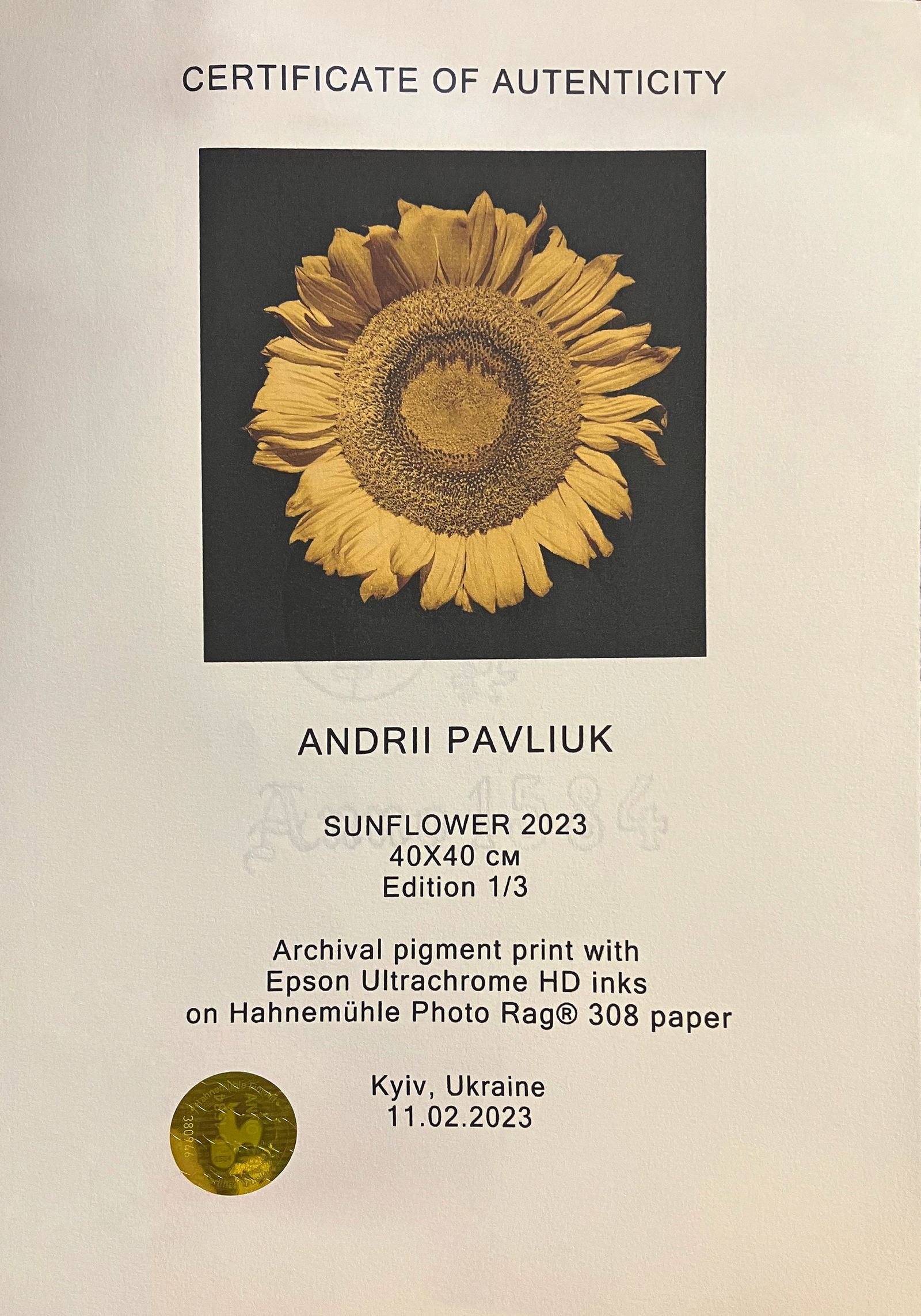 Sunflower - photo printing on paper - 2