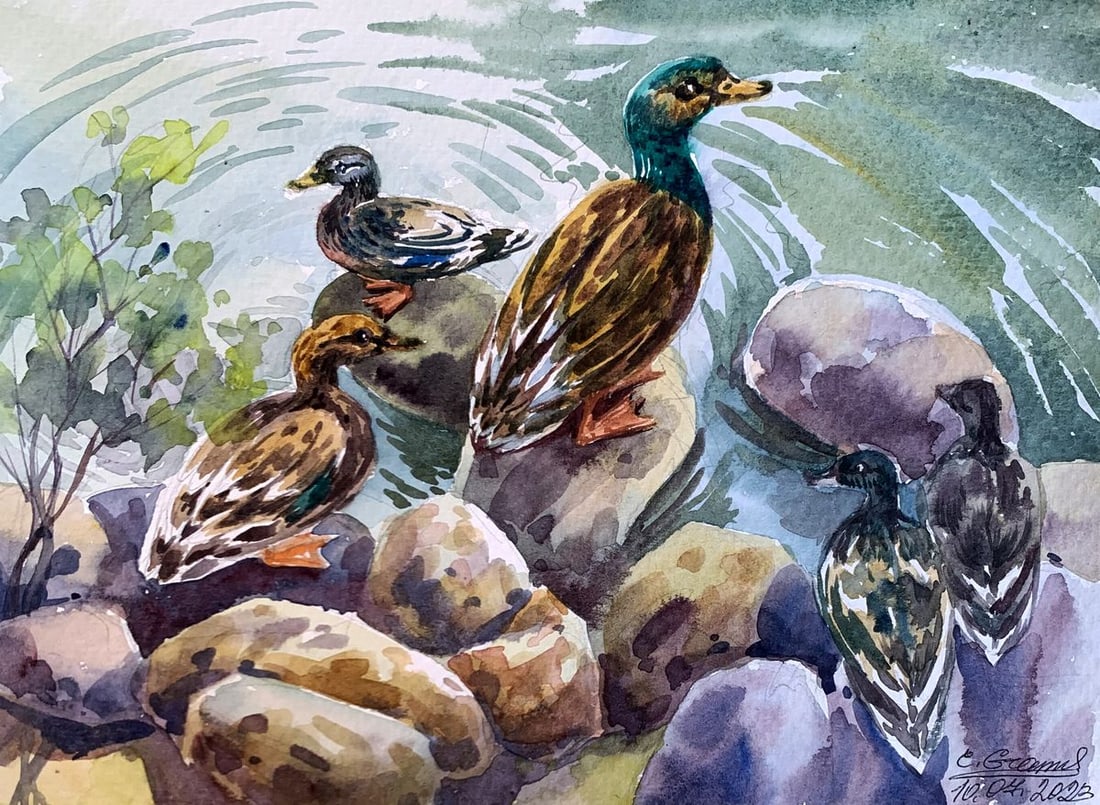 Watercolor painting Ducks by the pond Svetlana Gramm (1 of 12)