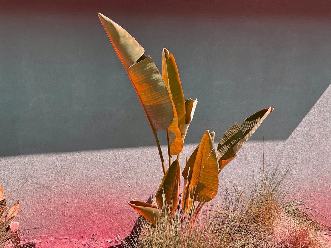 Stay Gold Signed Limited Edition: 2024 - 2