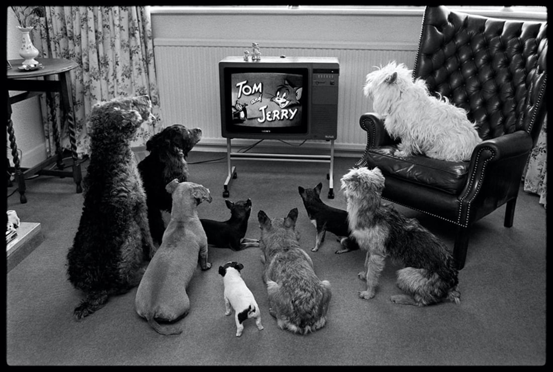Captivated Audience by Arthur Steel: 1979 (printed later): Title: Captivated Audience by Arthur Steel: 1979 (printed later) Description: Captivated Audience by Arthur Steel SURREY 1979 All prints are hand signed limited editions, no further prints are produce