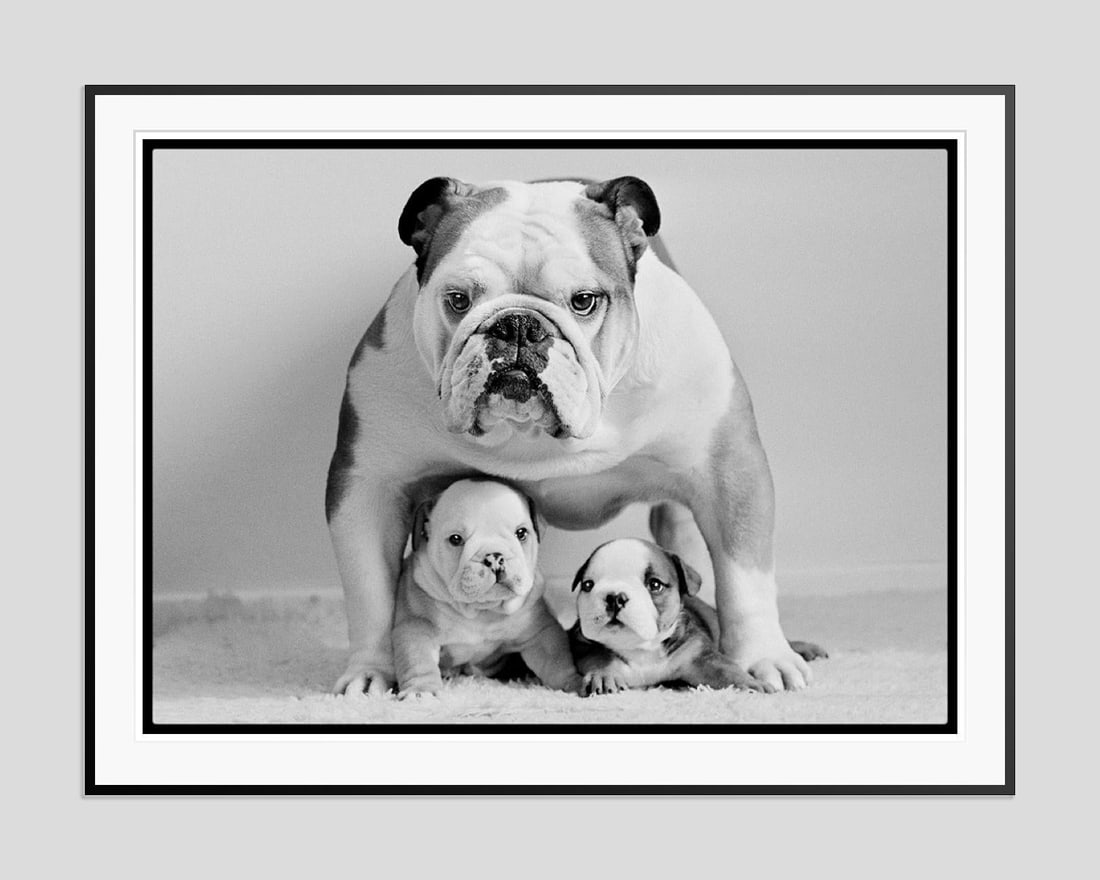 Protective Pooch by Arthur Steel: 1975 (printed later) - 12