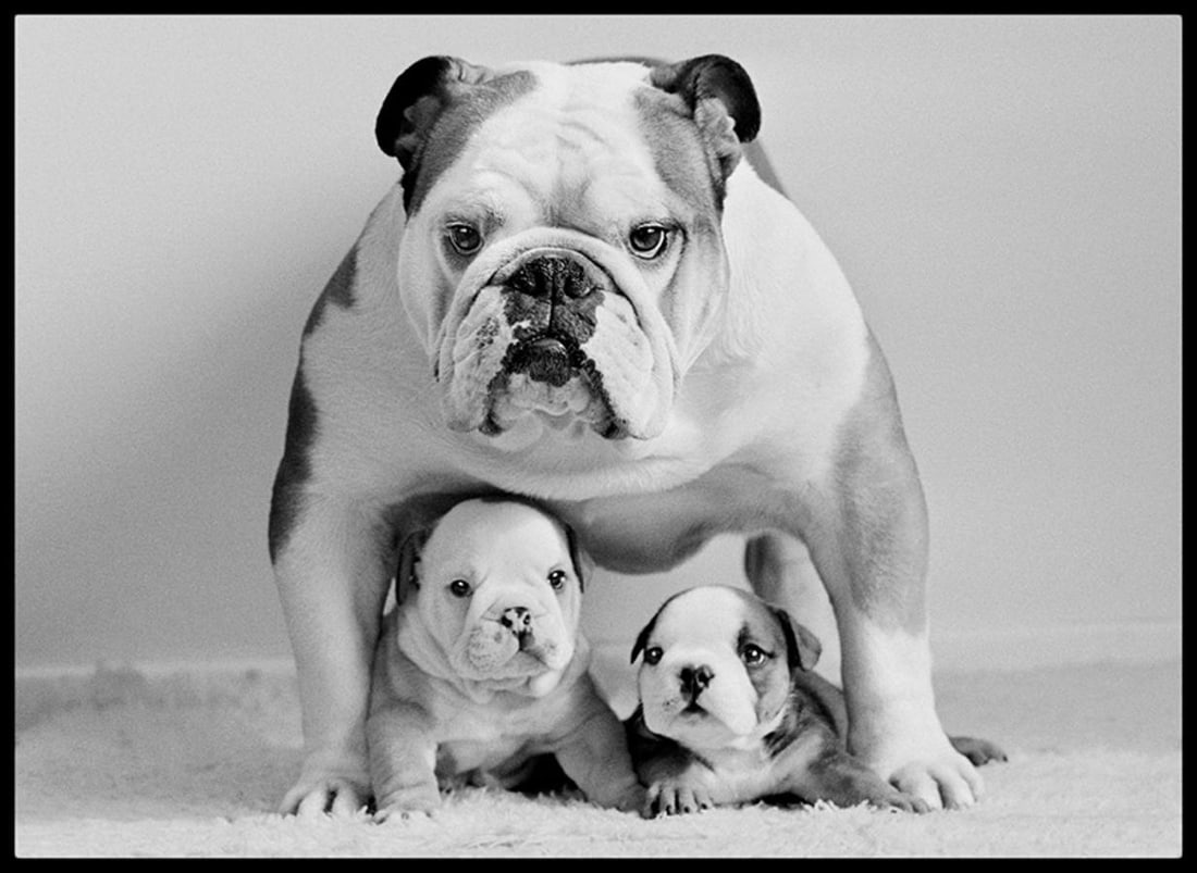 Protective Pooch by Arthur Steel: 1975 (printed later) - 5