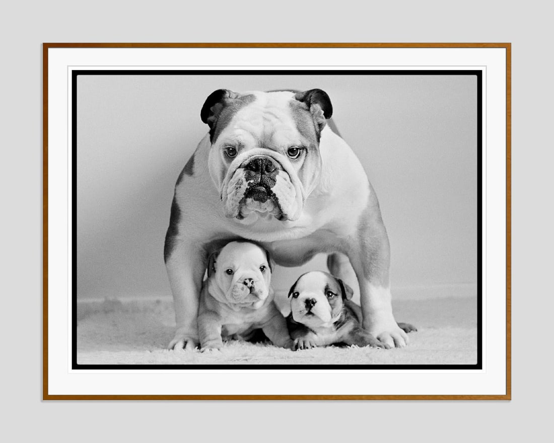 Protective Pooch by Arthur Steel: 1975 (printed later) - 6