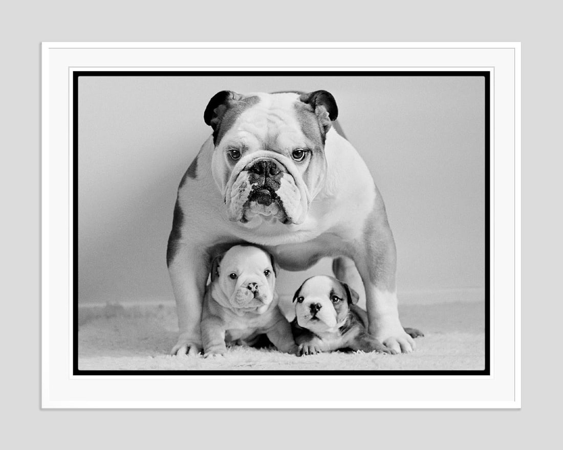 Protective Pooch by Arthur Steel: 1975 (printed later) - 7