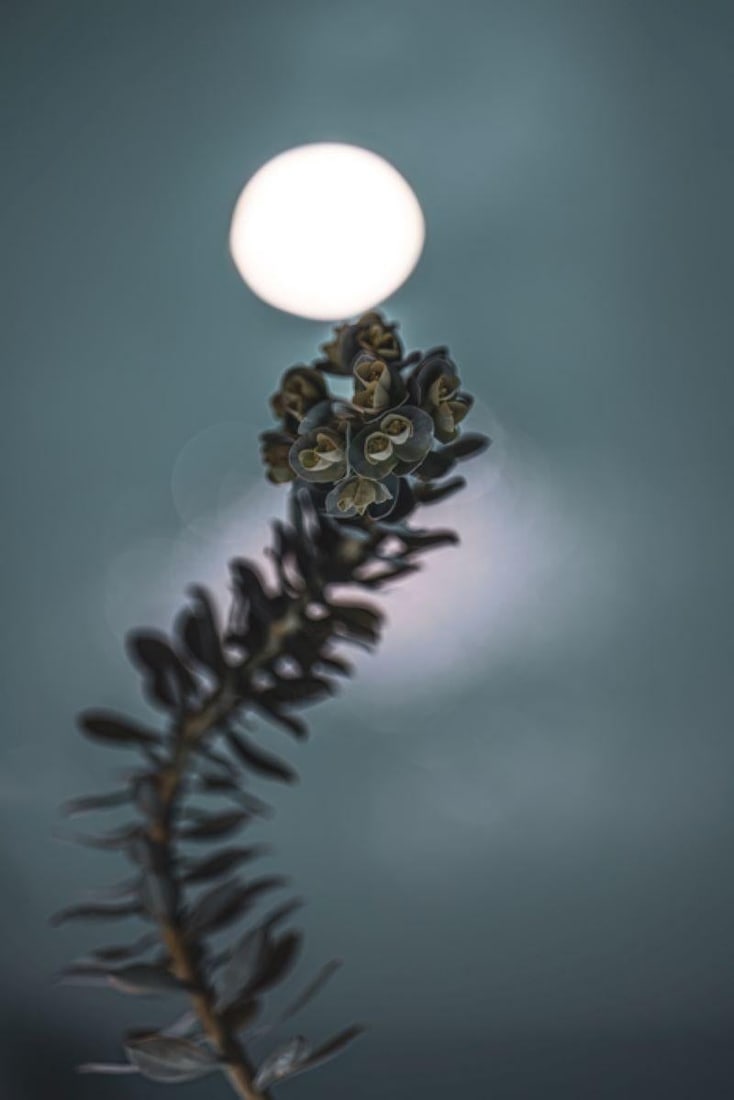 Honey Moon By Justin Pumfrey: 2023 - 4