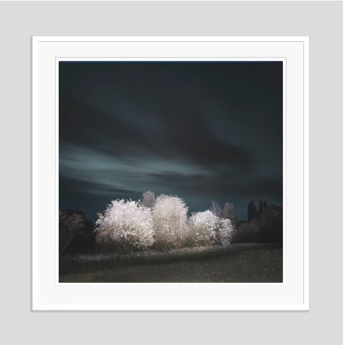 Hawthorn By Justin Pumfrey: 2023 - 9